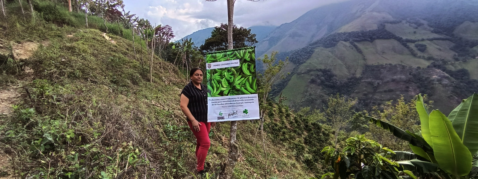 Producción y Comercialización de Plátano Dominico Hartón